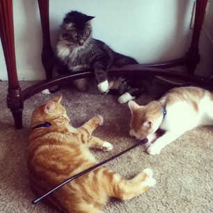 Three Klassy Kitties